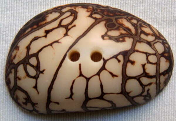 Bouton corozo. Cabochon zébré. Ivoire végétal