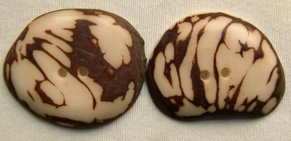 Bouton corozo. Slice zébrée. Ivoire végétal – Image 4