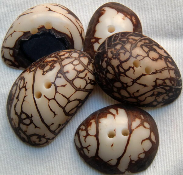 Bouton corozo. Cabochon zébré. Ivoire végétal. Modèle exclusif – Image 3