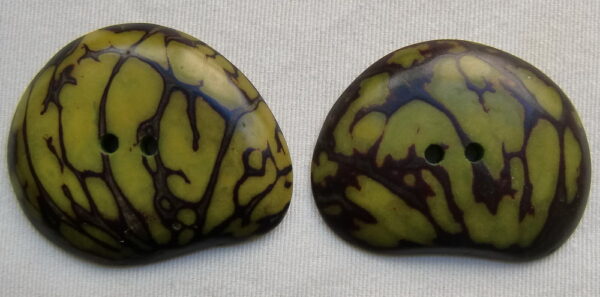 Bouton corozo. Slice zébrée. Ivoire végétal – Image 5