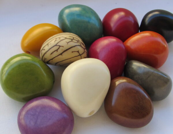 Graines de Tagua. Ivoire végétal