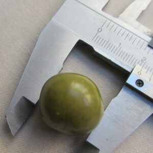 Graines de Chicon
