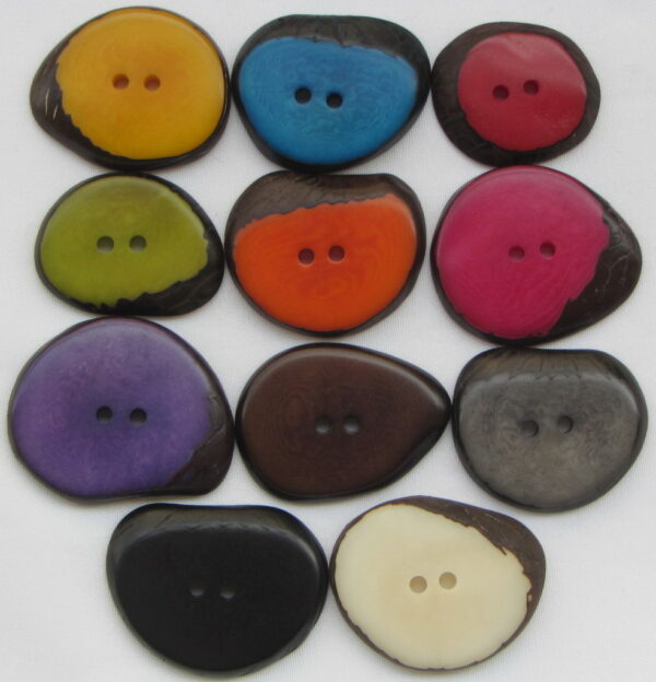 Bouton corozo. Slice lisse. Ivoire végétal – Image 5