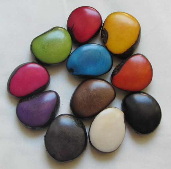 Graines de Tagua en forme de fève. Ivoire végétal – Image 10