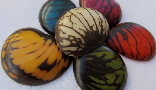 Tranche de Tagua. "Slice zébrée". Ivoire végétal – Image 2