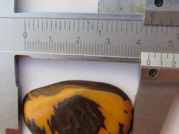 Tranche de Tagua. "Slice zébrée". Ivoire végétal – Image 5
