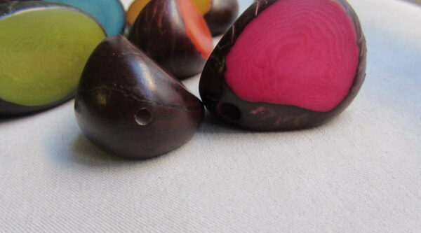 Graine de Tagua en forme de fruit. Ivoire végétal – Image 7