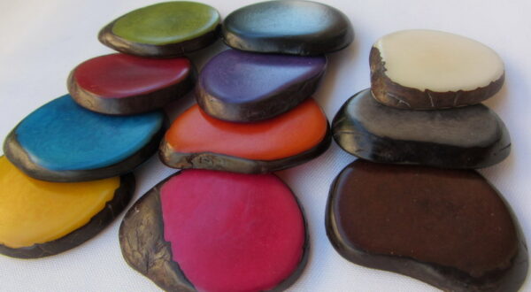 Tranche de Tagua. Slice lisse. Ivoire végétal