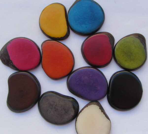 Tranche de Tagua. "Slice lisse". Ivoire végétal – Image 2