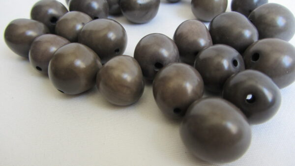 Graines de Chicon gris