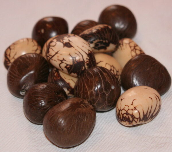 Graines de Tagua. Ivoire végétal – Image 5