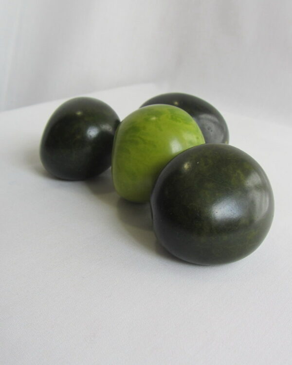 Graines de Tagua. Ivoire végétal – Image 6