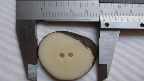 Bouton corozo. Slice lisse. Ivoire végétal – Image 2