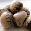 Graines de Tagua. Ivoire végétal